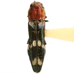 Agrilus toxotes