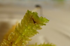 Schistochila nobilis