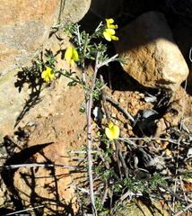 Lotononis dahlgrenii