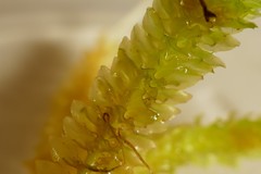 Schistochila nobilis