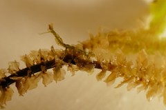 Schistochila nobilis