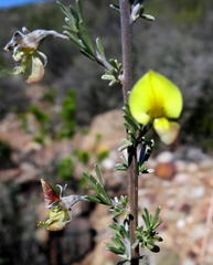 Lotononis dahlgrenii