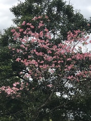 Cornus florida rubra