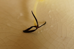 Schistochila nobilis