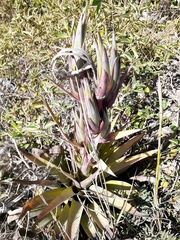 Tillandsia secunda