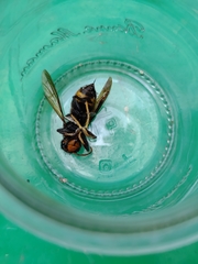Vespa velutina