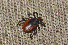 Ixodes persulcatus
