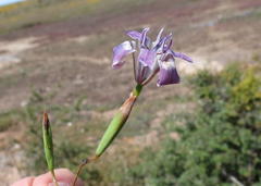 Moraea saldanhensis