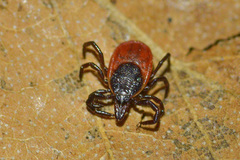 Ixodes persulcatus