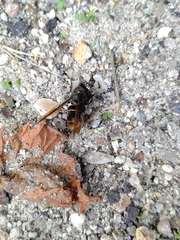 Vespa velutina