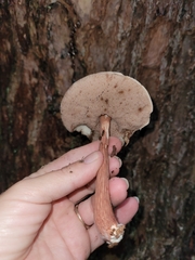 Austroboletus gracilis