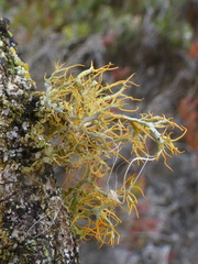 Teloschistes puber