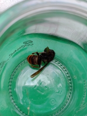 Vespa velutina