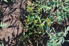 Rorippa sinuata