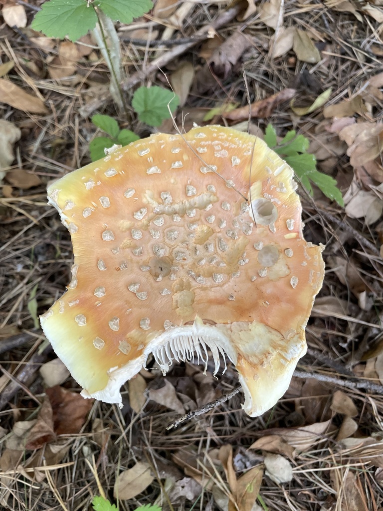 Amanita muscaria<br>18 September, 2021