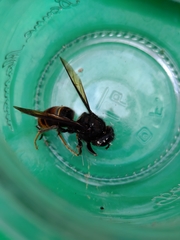 Vespa velutina
