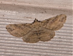 Scioglyptis lithenopa