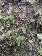 Hymenophyllum cupressiforme