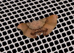 Esthlodora versicolor