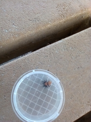 Phidippus apacheanus