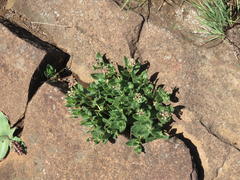 Xysmalobium parviflorum