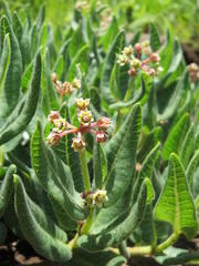 Xysmalobium parviflorum
