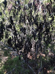 Senegalia berlandieri