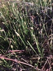 Eleocharis macrostachya