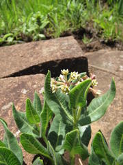 Xysmalobium parviflorum