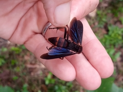 Poecilopompilus algidus