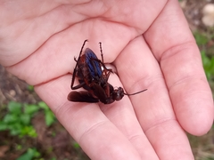 Poecilopompilus algidus