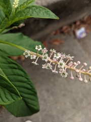 Phytolacca americana