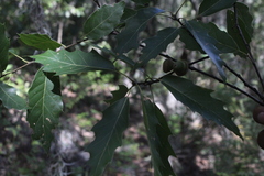 Quercus acutifolia