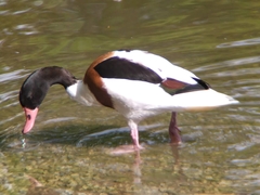 Tadorna tadorna