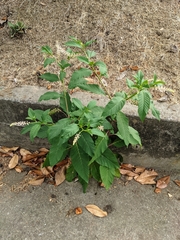 Phytolacca americana