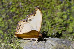 Cymothoe alcimeda trimeni