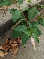 Phytolacca americana