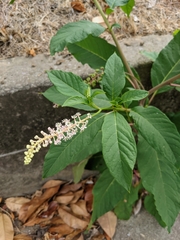Phytolacca americana