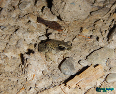 Duttaphrynus olivaceus