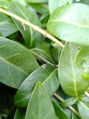 Heliophanus