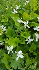 Viola blanda