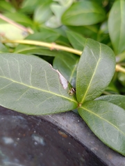 Heliophanus