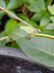 Heliophanus