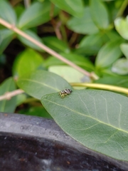Heliophanus
