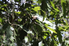 Quercus acutifolia
