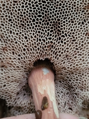 Austroboletus gracilis