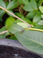 Heliophanus