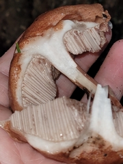 Austroboletus gracilis