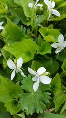 Viola blanda