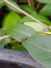 Heliophanus